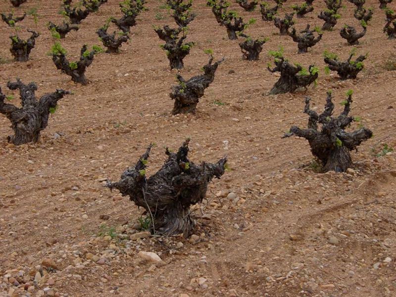 Casa Rural Parajes Del Jucar Casas de Benítez Esterno foto